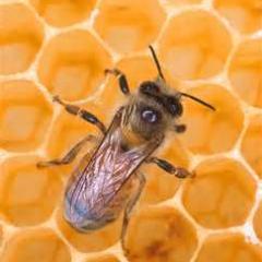 kafaltisv's profile picture. greek beekeeping blog