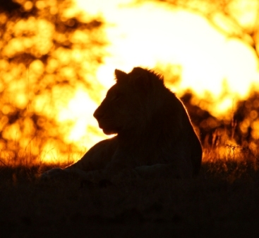 AFRICA NEEDS LIONS: a responsible development approach to lion conservation