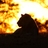 LionsinAfrica's profile image