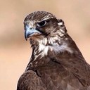 حمدان السبيعي (@0540051361) Twitter