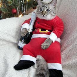 anton22022002's profile picture. 