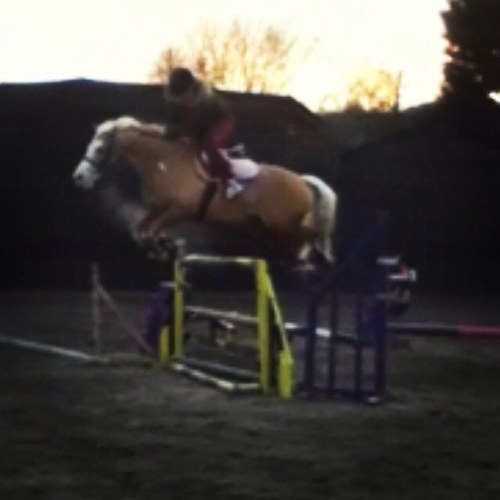 Welsh model stud breeding Welsh C'S & D's and performace ponies 3