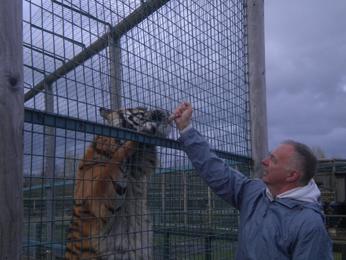 Tiger enthusiast!