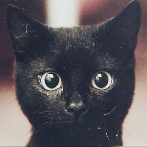 catpopulation's profile picture. Follow us because cats.