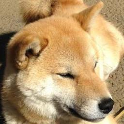 2011.11.3入籍/国立大学法人勤務/資格取得（目指せ○○士！！！）/クラウド/Google/Android/Galaxy Nexus/SONY/Walkman/モバイル/デジギア/電子書籍/マラソン/ジョグ/LSD/皇居ラン/東京マラソン2011・ちばマリンマラソン完走/