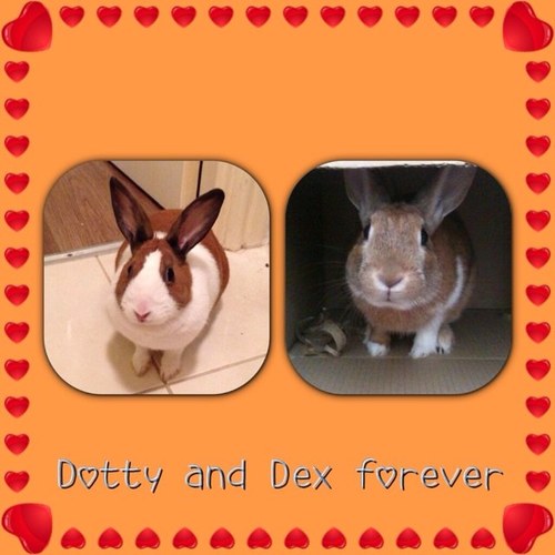 Dexterthebunnie's profile picture. 