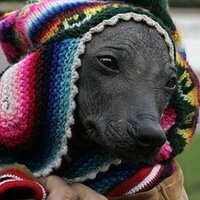 Perro Calato (@calatoperro) 's Twitter Profile Photo