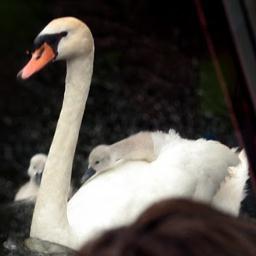 Sygnet's profile picture. 