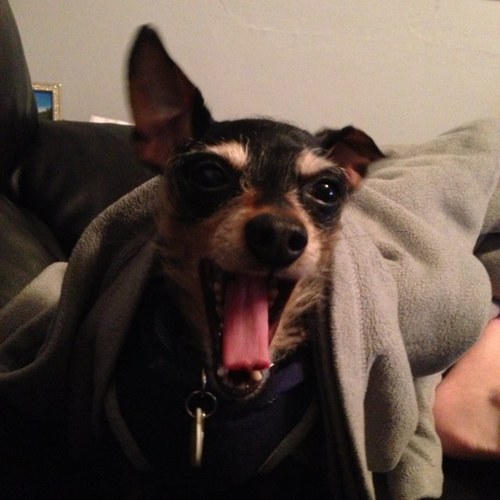 iggybiscuits's profile picture. I would chase squirrels all day if I could!!