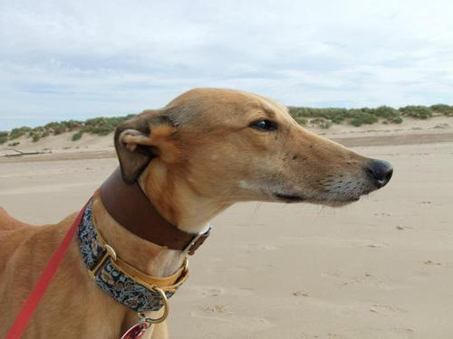 Houndhomeboard's profile picture. We specialise in homeboarding for sighthounds. Based in Cheshire covering Manchester, Liverpool and everywhere inbetween.