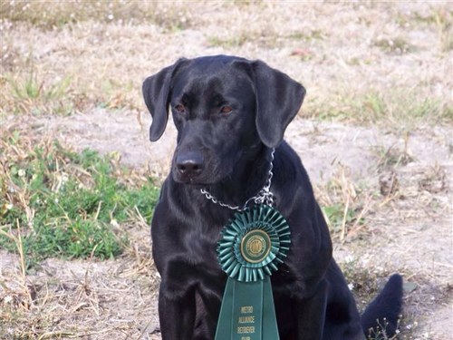 arizretrievers's profile picture. 