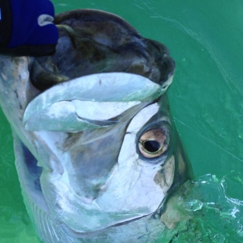 Family, Work, And Fishing. Thats What I Do.  I have a Tarpon Addiction.
