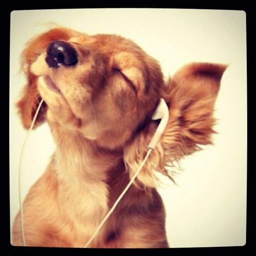 be the person your dog thinks you are ♥