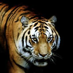 jeff stubblefield Profile