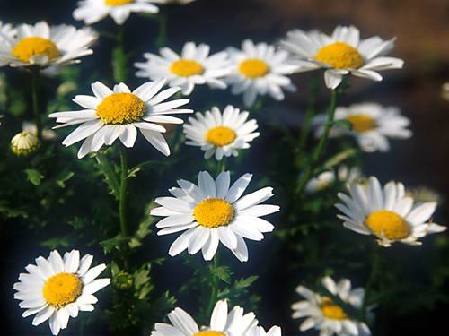 kumafumi's profile picture. 