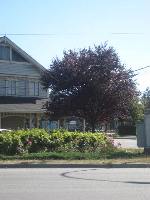 Family owned Thai Restaurant in Pitt Meadows since 1999. Open for Lunch Tues-Fri 11-2:30pm; Dinner Mon-Sat 5-9pm. Offering Dine-in, Take out & Delivery Service.