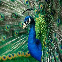 FlyWriting's profile picture. 