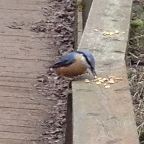 CoateWater's profile picture. Beautiful Country Park, A Popular but Tranquil Place To Walk Away Your Worries. Also on here are pictures of the Old Town badgers.