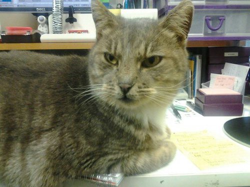 PKendall80's profile picture. Store manager SPCA of Solano County