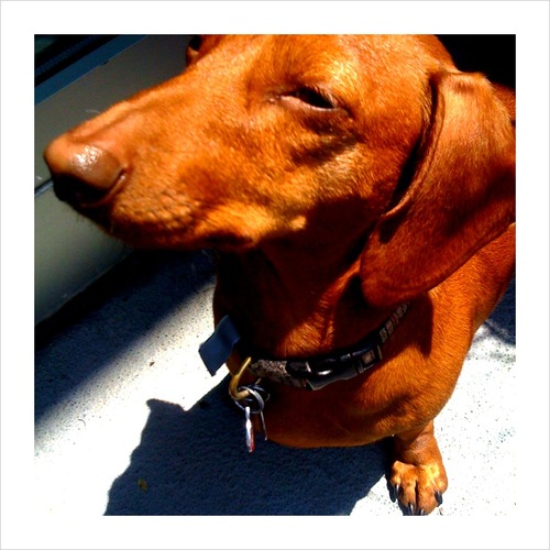 Fearless Swimmer! Attacker of Ankles! The Wienerest of wiener dogs!