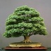 Bonsai RadioF2 (@bonsairadiof2) Twitter profile photo