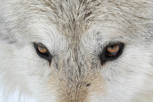 Wolf Wolfinger