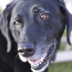On the ground. Sniffing things out.