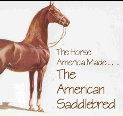 I love saddlebreds I own them and show them saddleseat #saddlebredsrule #saddlebreds101