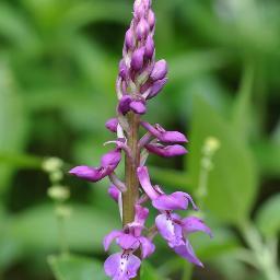 AverageUnicorns's profile picture. I am a vegan relapser with a bmi of 20.I need to loose 12lbs to be 18.4 -My goal for may I'm not pro ana but my posts are triggering. Anon
I follow back