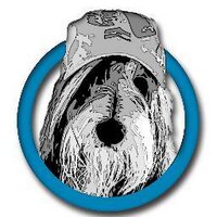 ScruffyDogSilver (@scruffydogsteph) 's Twitter Profile Photo