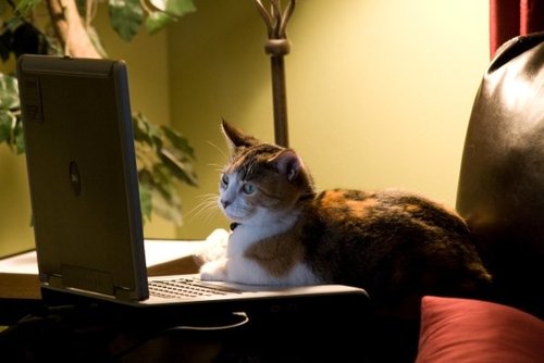 penguin944's profile picture. 