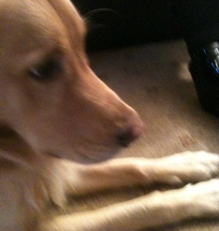Reluctantly Ex Narrowboater: Golden Retriever and Lancashire/Ormskirk Heeler dog mum: Happily retired Headteacher