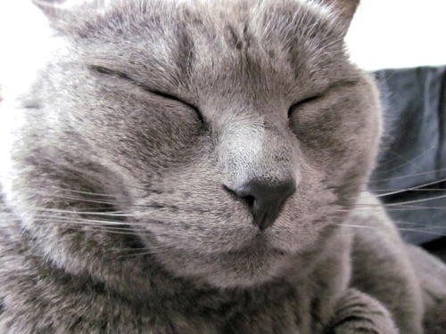 PixelML's profile picture. Yo.