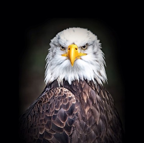 konstantinosopc's profile picture. 