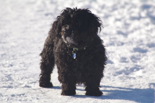 dellasdoggieden's profile picture. Della and her sister Molly invite you to visit them at http://t.co/4c5G7Y4hew .  They are my best friends - well next to my husband of course.