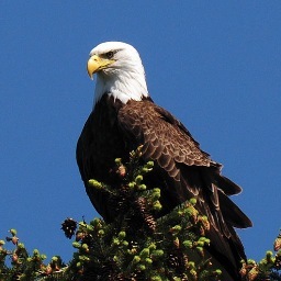 Quadra Island Profile