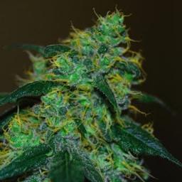 La wikipedia de la marihuana. Siguenos en instagram @wikimarihuana_oficial