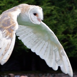 One of the finest collections of flown owls in the world, tea rooms & gardens, horse riding on Exmoor, 15th C farmhouse B&B, Porlock Vale, Exmoor National Park