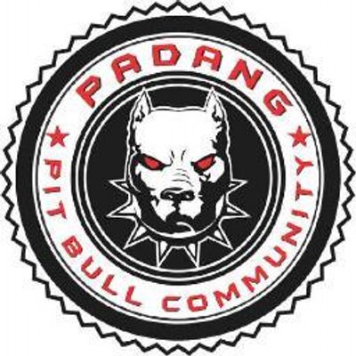 Pitbull Community On Twitter Drago Von Paris Van Java 5month