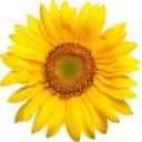 Andrea Lee Coe - @AndreacLee - Twitter