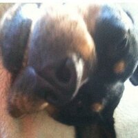 dylan green (@jamesrogers2252) 's Twitter Profile