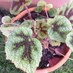 Matthew Dolley (@mattplantnerd) Twitter profile photo Matthew Dolley (@mattplantnerd) Twitter profile photo