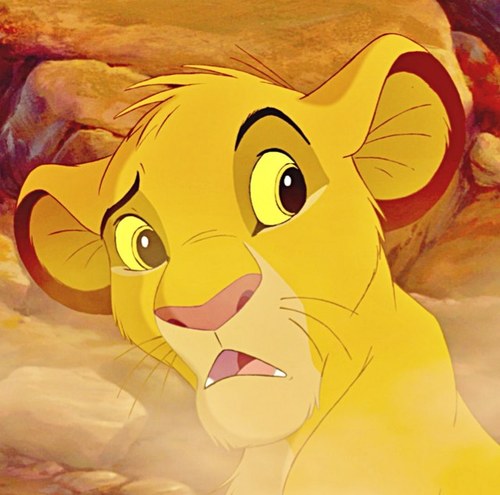 Brushing up, looking down, and working on my roar of pride on Twitter! [Lion King RPing as a cub]