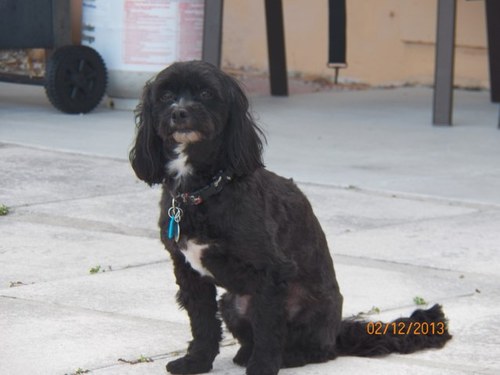 mrogers220's profile picture. Love the Water...Relocated to Palm Bay as of November, 2022. Like fishing, the outdoors, and my four-legged baby. Help protect our waterways!