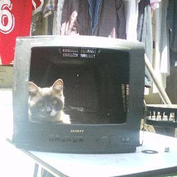 alonsorivera14's profile picture. Costurero, Musico, pianista, administrador de empresas, ingles intermedio, huerto urbano, entusiasta de los idiomas, la geografía y la historia я любил россию