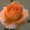 Vicky Rangel - @vickyrandor - Twitter