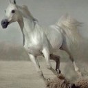 كله واحد (@0565383596) Twitter