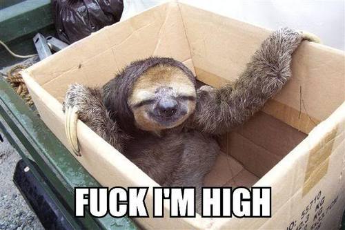 Im a sloth. im also a heavy pot smoker