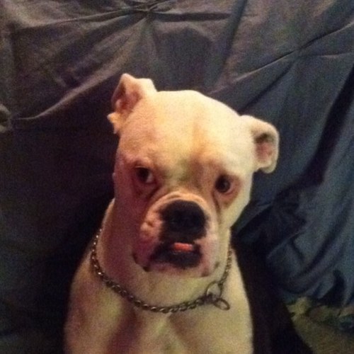 plgthree's profile picture. A man of various and sundry interests