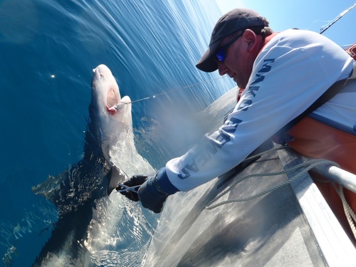 Shark scientist. Adjunct Professor at James Cook University and University of Tasmania.